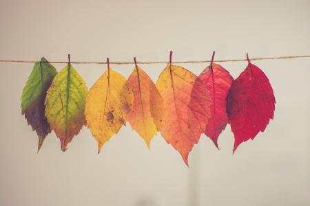 叶子，丰富多彩，性质，树，植物，秋季，秋季