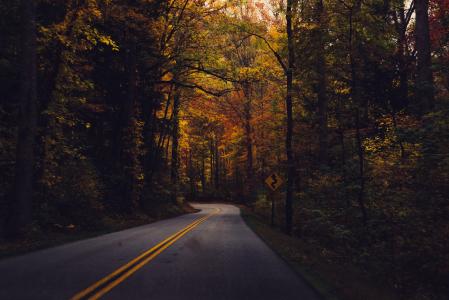 农村，曲折，路，树木，森林，树林，秋天，秋天，性质