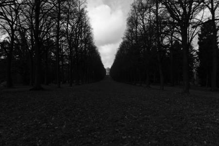 路径，步道，树木，黑色和白色