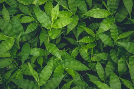 300 dpi -RGB环境自然植物群植物学植物群植物区系花卉叶子森林新鲜花园绿色绿色增长时髦丛林叶子光自然植物群植物学科分支图片编号：