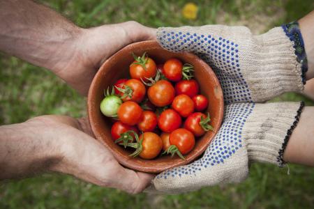番茄，植物，作物，水果，红色，新鲜，叶子，绿色，碗，手，手套