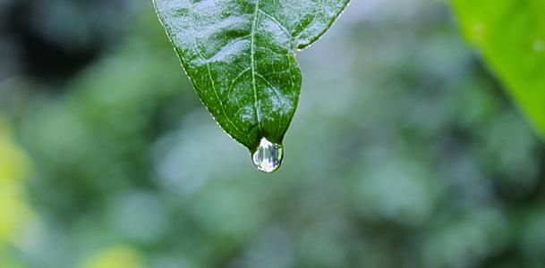 绿色，叶子，下雨，水，雨滴