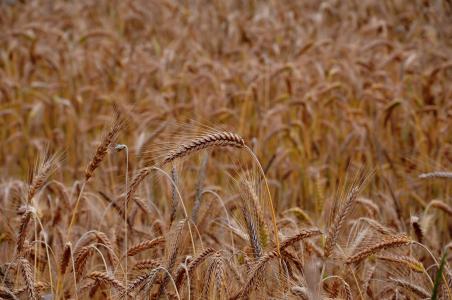 小麦，谷物，作物，农业，自然，农场