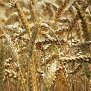 小麦，植物，农业