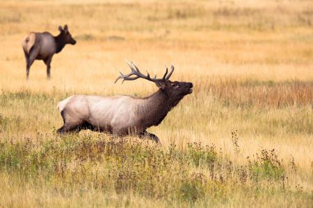 蒙大拿州，动物，哺乳动物，狩猎，草，领域，野生动物