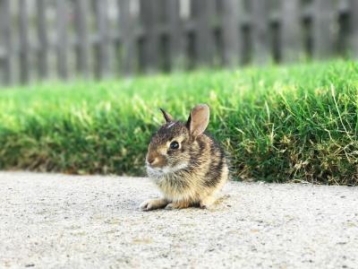 兔宝宝，兔子，老鼠，动物，可爱，人行道，草，性质，户外，院子里
