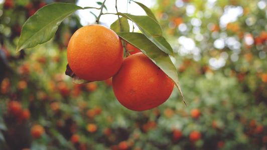 橘子，水果，健康，食品，树木