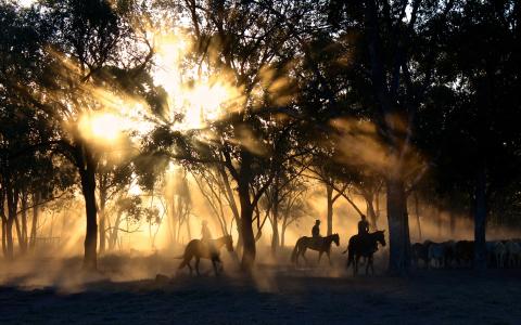 牛仔，人，男人，骑，马，动物，森林，树木，植物，阳光，阳光，日出，日落，黑暗