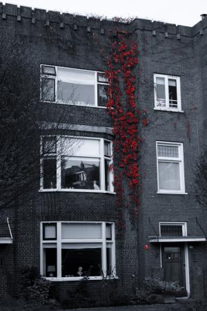 红色，葡萄藤，砖，窗户，建筑，公寓