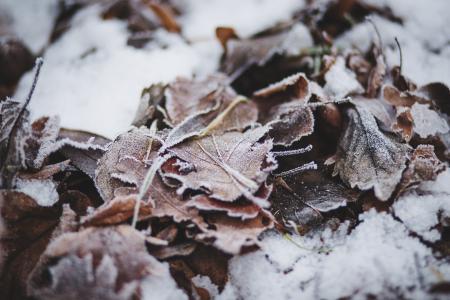 雪，冰，冷，冻结，冬天，叶子，性质