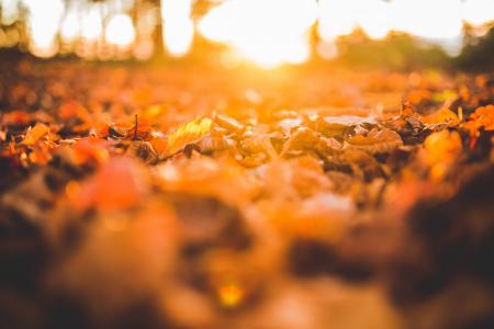 叶子，地面，自然，秋天，秋天，阳光，阳光，太阳光线