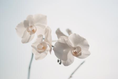 白色，兰花，花，性质，美女