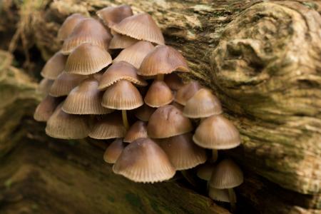 蘑菇，真菌，森林，性质