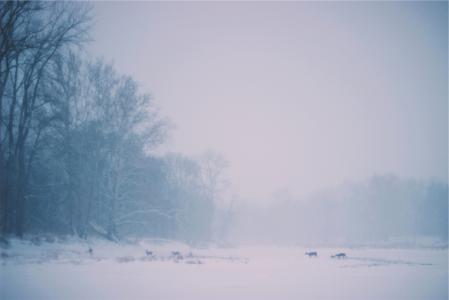 鹿，动物，穿越，冬季，雪，冷，暴风雪，雾，森林，树林，树木，性质