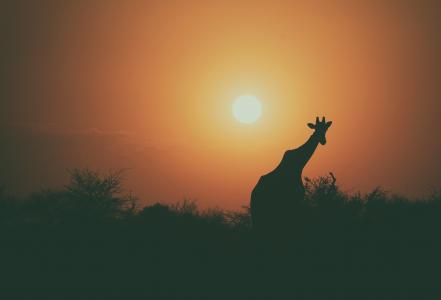 长颈鹿，动物，野生动物，树，植物，户外，自然，天空，黑暗，日落，剪影