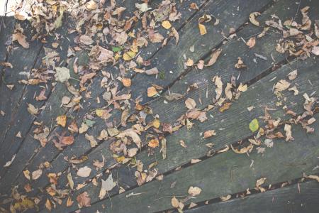 木材，甲板，叶子，秋季，秋天，性质，在户外