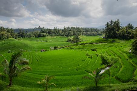 稻田，绿色，农业，巴厘岛，景观，天空，云，树木