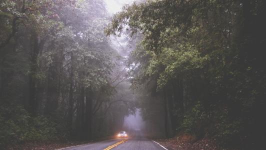 道路，雾，薄雾，汽车，驾驶，车灯，路面，树木，森林，树林