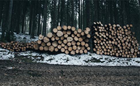 木材，原木，木材，森林，树林，泥土，泥土
