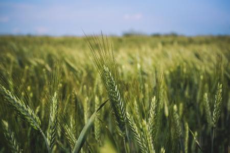 性质，小麦，场，粮食，草，收获，摇摆，天空，户外