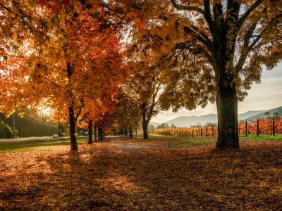 秋天，公园，树木，道路，围栏，景观