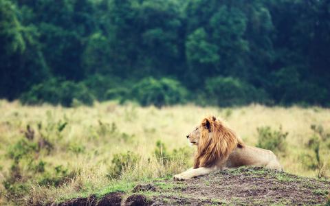 动物，狮子，野兽之王，鬃毛，狮子