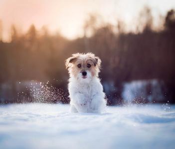狗，跑步，雪，动物