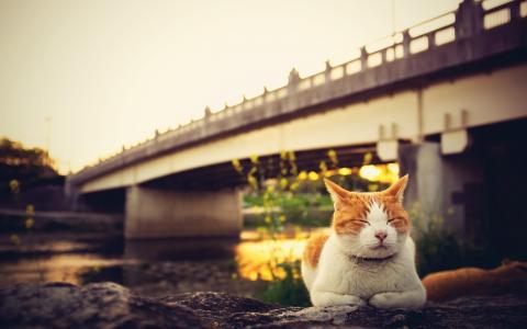 猫在岸边，睡觉，桥