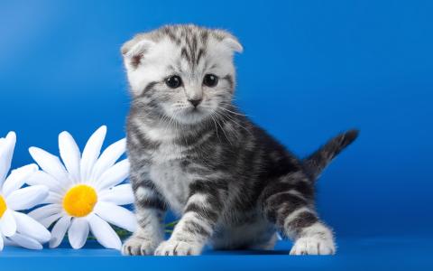 小猫，鲜花，洋甘菊