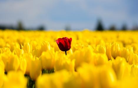 郁金香，鲜花，领域，黄色，红色，孤独，自然，春天