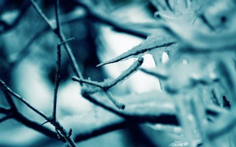 冰，雪，树枝