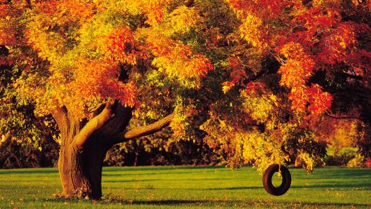 树，秋天，摇杆，车轮