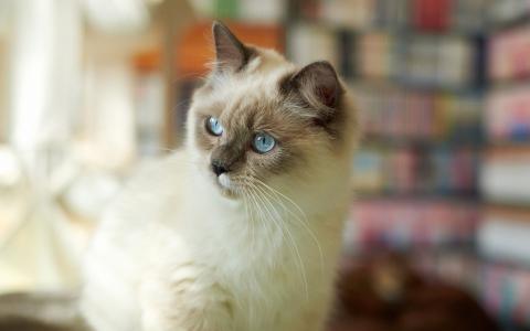 小猫，蓝色的眼睛