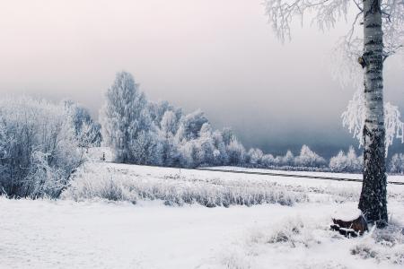 瑞典，瑞典，冬天，雪，树木