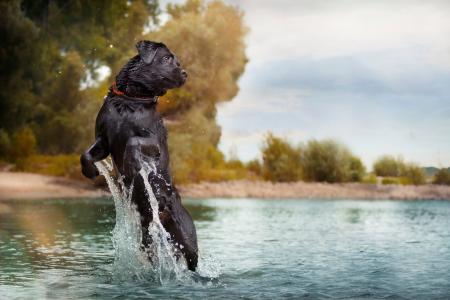 跳跃，在水中，喷雾，狗