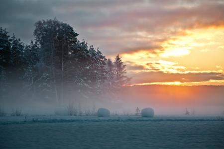 瑞典，雪，树，北部，冬天