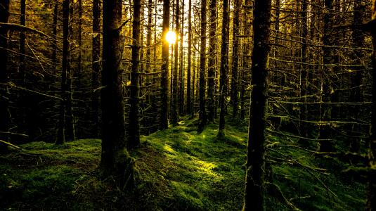 阳光，森林，青苔，树，挪威，卑尔根，挪威，卑尔根，森林，木材，树木