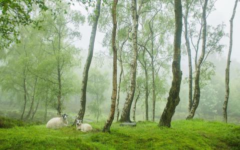 树木，林间空地，绵羊，自然