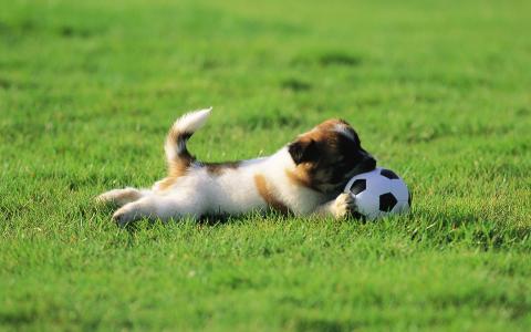 小狗玩，足球，草坪