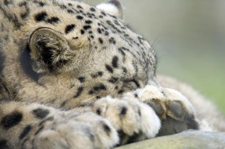 雪豹，豹，雪豹，野猫，枪口，爪子，睡觉，休息