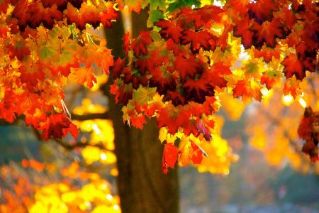 树，枫叶，叶子，秋天