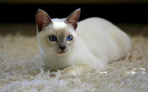猫，猫，白色，地毯