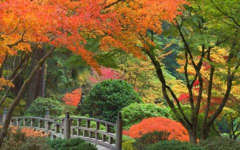 日本，公园，桥梁，秋天，树木，灌木丛