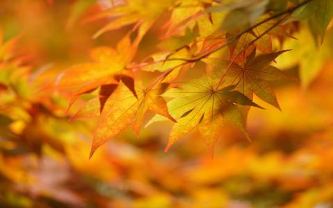 金色的秋天，叶子，枫叶，模糊的背景，宏