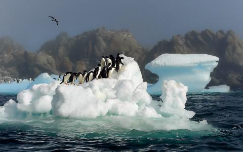 企鹅壁纸，鸟类图片，跳转照片，雪，水，南极洲