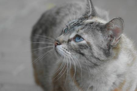 猫，猫，蓝色的眼睛，看