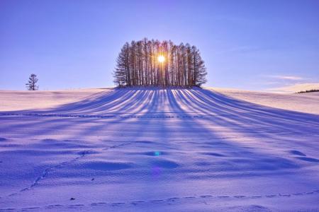 太阳，树木，一天，领域，雪