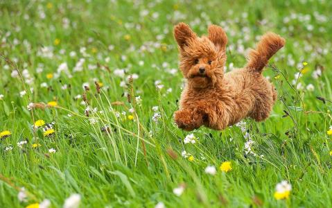 狗，小狗，玩具狮子狗，狮子狗，走，草地，草，鲜花，喜悦，心情