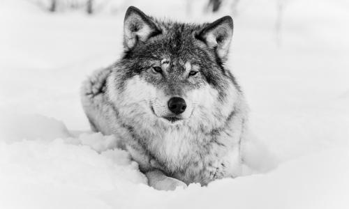 狼，捕食者，枪口，冬天，雪，黑色和白色