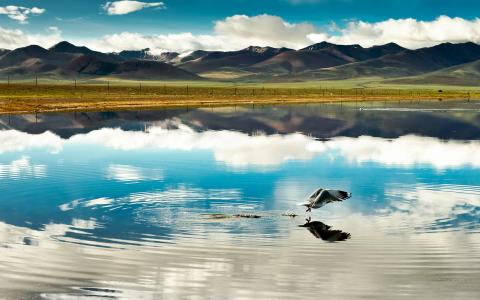 鸟，湖，中国，云，山，西藏，反思